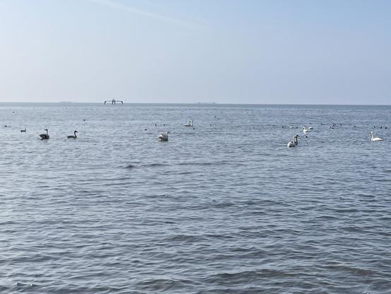 Swans, cormorants, and ducks on Lake Biwa