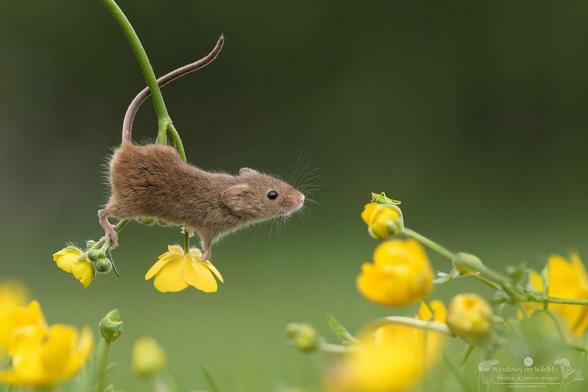 Very small mouse balancing on a plant stem that ends on two small yellow flowers. The plant stem is bent down by the weight of the mouse which appears to be heading to another stem to its right with more yellow flowers