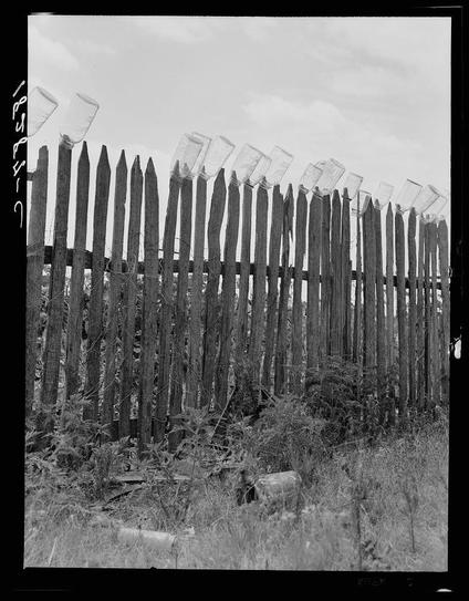 The image is a black and white photograph depicting an old wooden fence. The slats of the fence are weathered, with some appearing to be missing or damaged. Alongside this fence, there's an unusual arrangement: several clear glass jars filled with various items such as what seems like grains, beans, or other small objects, inserted into each piece at regular intervals along the length of the fence posts. The backdrop suggests a rural setting with dense vegetation and trees indicating it could be in a countryside area.
The text overlay on the image indicates that this photograph is part of a collection from Fruit jars being sterilized on old lady Graham's back fence during berry season near Conway, Arkansas. It includes additional information about canning activities described by someone who mentions preserving berries, beans, and other produce along with details about trading goods such as grapes for peaches.
The visual elements are straightforward without any complex actions or interactions happening within the frame. The photograph captures a moment that tells us something of rural life and food preservation practices in an earlier time period which is consistent with Dorothea Lange's known work during the Great Depression era, often documenting American social conditions through documentary photography.