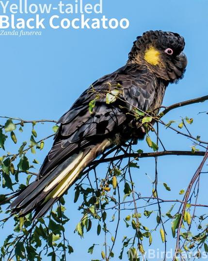 🌏 Yellow-tailed Black Cockatoo (Zanda funerea) 

The Yellow-tailed Black Cockatoo is a large, brownish-black bird with a short crest, distinctive yellow cheek patches, and a yellow tail band. It is distributed across southeastern Australia, including Tasmania, favouring eucalypt woodlands and forests. These cockatoos are diurnal, social, and often noisy, seen in pairs or flocks. Their flight is characterized by slow, deep wingbeats, and they primarily feed on seeds and wood-boring grubs. Two to three subspecies are recognised. Gemini 3 (Edited)

Conservation status: Least Concern (IUCN 3.1)

Fun fact: Their most distinctive sound is a high-pitched, mournful, and drawn-out "kee-ow... kee-ow" call, which is often described as sounding like a rusty gate or a wailing cry. This call can carry over long distances.

📷: Photo by ChiemSeherin via Pixabay 
https://pixabay.com/photos/yellow-boring-black-cockatoo-cockatoo-9959679/

BAXO