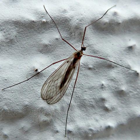 quadratische nahaufnahme einer mücke die an einer weiß gestrichenen wand sitzt. sie hat einen langestreckt walzenförmigen hinterleib, einen etwas kräftigeren thorax und einen kleinen knubbeligen kopf. die beine sind sehr dünn und lang, ich zähle fünf, da fehlt wohl eins. die zwei flügel sind langgestreckt tropfenförmig, hinten rund, transparent und sehr fein geädert. sie sind nach hinten über dem hinterleib abgelegt, nicht ganz perfekt übereinander.