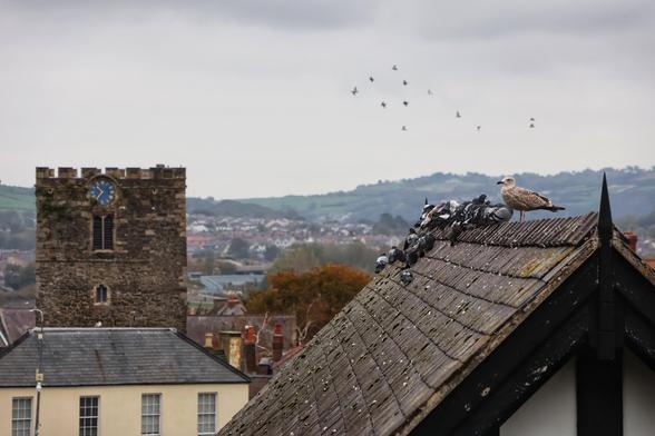 A serene urban scene featuring a group of birds perched on the sloped, weathered roof of a black-and-white timber-framed building. Among the birds, a seagull stands out prominently on the ridge of the roof, overlooking the town. In the background, a stone clock tower with a blue clock face rises above the rooftops, adding a historic touch to the landscape. The clock tower is part of an old stone church or public building.

Beyond the town, rolling hills stretch into the distance under a cloudy sky, creating a peaceful and picturesque atmosphere. A flock of birds can be seen flying in the sky, adding movement and life to the scene. The overall mood is calm and nostalgic, capturing a moment of quiet in a charming town.
