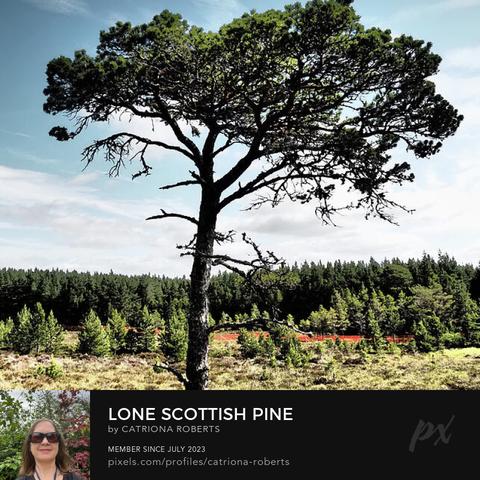 Coloured photograph featuring the design- 

Lone Scottish Pine.

I took this photo ( using a creative photographic filter) during a lovely summer nature walk through the Scottish Highlands. 

Features a solitary Pine standing tall in the middle of a lush Heather plants under a clear sky. 

The Pine forest itself looks on from the background as the warm sunlight illuminates all. 

Click links on the main post for options.