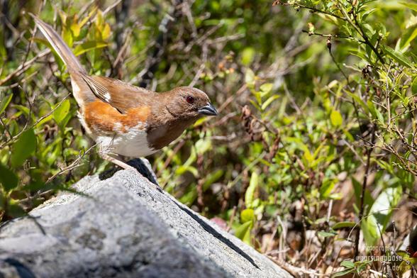 With brown head and back, and a less pronounced orange side patch, a young red-eyed Towhee stands on a small rock.