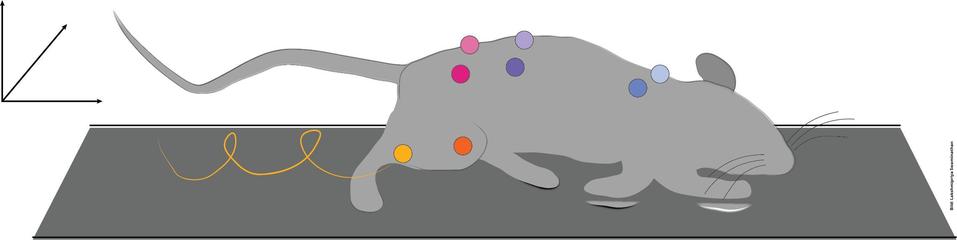 Graue Maus mit farblich markierten Punkten auf dem Rücken, die auf einer dunklen Fläche liegt. In der linken Ecke sind Vektorpfeile abgebildet.