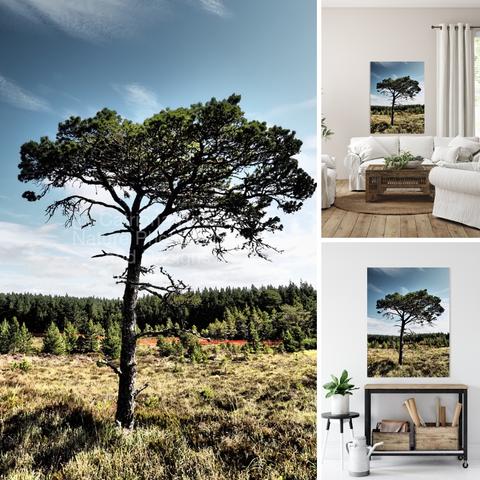 Upper/lower left coloured photograph featuring the design-

Lone Scottish Pine. 

Upper right design on a Canvas Print on a wall above a couch beside curtains. 

Lower right design on a Canvas Print on a wall above a table.

  
I took this photo ( using a creative photographic filter) during a lovely summer nature walk through the Scottish Highlands.

Features a solitary Pine standing tall in the middle of a lush Heather plants under a clear sky. 

The Pine forest itself looks on from the background as the warm sunlight illuminates all. 

Mockups combined in a grid format in canva.com 

Click links on the main post for options.