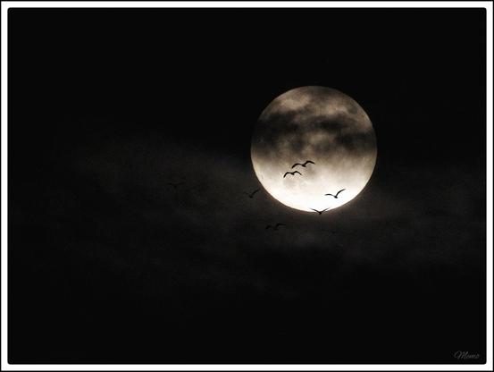 Bildbeschreibung: 
Der Vollmond mit dunklen Wolkenschleiern. Einige Vögel ziehen vorbei.