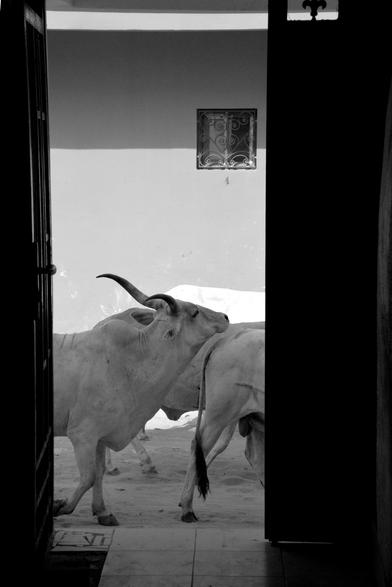 Look through the door of the school: some beef goes by the street