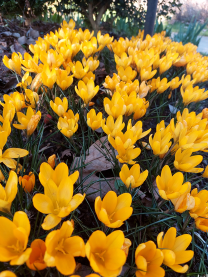 A mass of bright yellow crocuses with some brown maple leaves underneath the delicate green grass-like foliage.