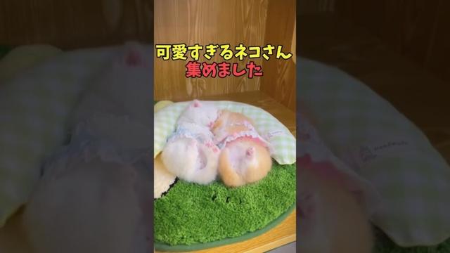 絶対ストレス忘れる猫映像#猫　#猫のいる暮らし　#猫動画　#ねこ　#可愛い　#かわいい　#可愛すぎる　#2ch　#癒し　#ペット　#動物　#2ch 　#shorts