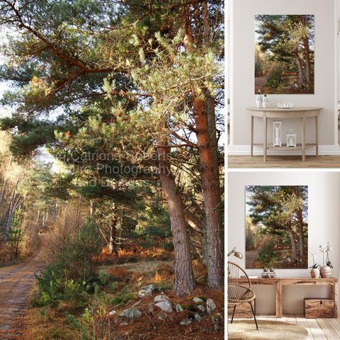 Upper/lower left coloured photograph featuring the design- 

Autumnal Sunlit Pine Trail. 

Upper right design on a Canvas Print on a wall above a table. 

Lower right design on a Canvas Print on a wall above two small tables , beside a chair.    

I  took this photo during a lovely autumnal nature walk through the Scottish Highlands. 

Features a winding trail leading through a tranquil mixed forest bathed in sunlight. 

Tall Pine trees line the trail, creating a peaceful and inviting atmosphere. 

Mockups combined in a grid format in canva.com 

Click links on the main post for options.