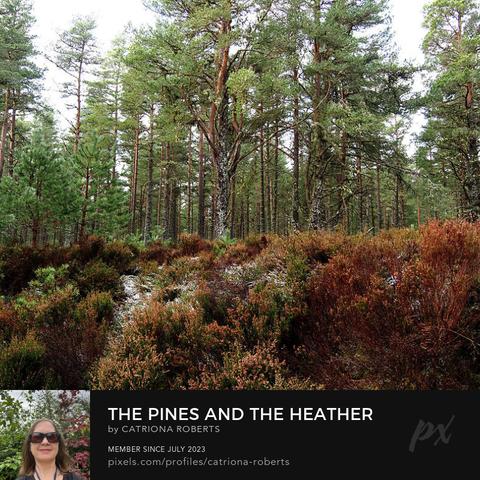 Coloured photograph featuring the design- 

The Pines and the Heather. 

I took this photo during a lovely autumn nature walk through the Scottish Highlands. 

Features a lush forest with tall Pine trees standing against a pale sky.

A carpet of Heather plants cling to the feet of the Pines creating vibrant contrast. 

Click links on the main post for options.