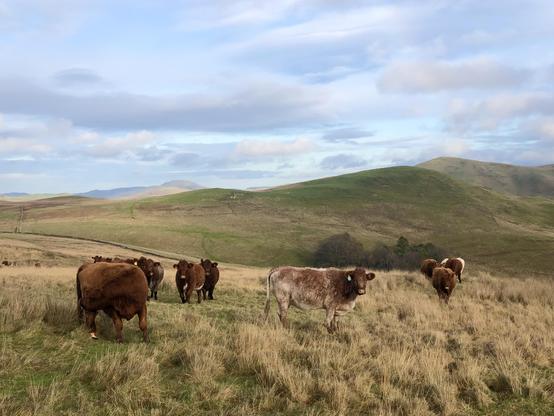 Sunny hill pasture with gentle grassy hills in the background. Several shorthorn heifers in the foreground.