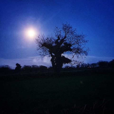 La Lune se lève au dessus d'un arbre