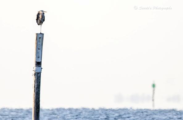 "A solitary great blue heron stands poised atop a weathered wooden piling that juts vertically from the ocean like a sentinel. The post is tall and timeworn, its surface etched with salt and age, rising from gently rippling water that reflects the pale light of an overexposed sky. The heron balances on one leg, its long neck slightly curved, head tilted in quiet vigilance. Its slate-blue plumage is sleek and composed, with delicate feathering trailing from its chest like ceremonial tassels.

The background is minimal—washed in soft whites and faint grays—creating a high-key effect that renders the scene almost ethereal. In the distance, another post with a green marker stands like a distant echo, and faint outlines of additional pilings drift into view, barely visible through the haze. The water below is calm, its surface broken only by the pilings and the heron’s shadowy reflection.

The composition is serene and contemplative, a portrait of stillness and watchfulness. The heron, elevated and alone, seems to preside over the ocean like a mythic steward—half bird, half boundary marker—folded into the quiet ceremony of morning light." - Microsoft Copilot
