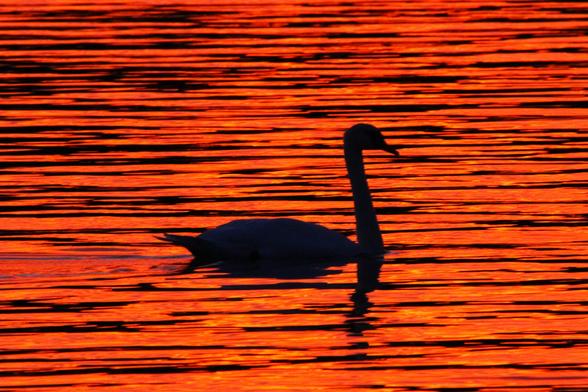 A swan in silhouette on water lit by sunset light, swimming from left to right.