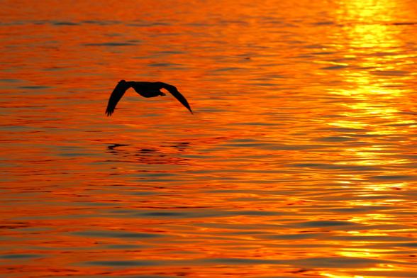 A Canada goose in silhouette flying low over water lit by sunset light.
