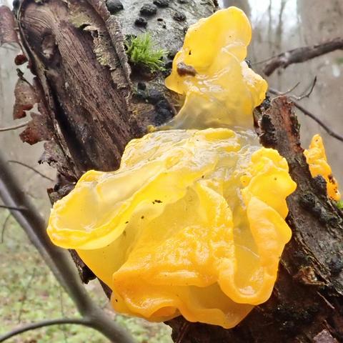 aus einem ast von dem sich die rinde abschält sprießt - oder soll ich sagen quillt - ein leuchtend sonnengelber pilz, feucht glänzend, im oberen teil blasser, durchscheinend, sehr glibberig-geleeartig. weiter unten wird die farbe kräftiger, bis sie ins orange tendiert. der pilz hat nicht die typische form mit hut sondern ist ein eher formloser sehr lappiger klumpen, wenig prall, als hätte man das innere herausgesaugt. wenn sich in einer alten farbdose auf gelber farbe eine haut gebildet hat, man die herausfischt, beseite legt und die dann in der ecke anfängt zu trocknen, das dürfte ähnlich aussehen