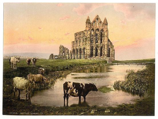 The image depicts a picturesque scene featuring the ruins of Whitby Abbey in North Yorkshire, England. The abbey stands prominently on elevated ground with Gothic architectural features including pointed arches and tall windows. In front of it is a serene landscape showcasing green grassy fields leading to a body of water where several cows are seen grazing or wading through.

The sky has hues ranging from pinkish-orange near the horizon, transitioning into lighter shades as they reach up towards a clear blue expanse with some scattered clouds. The overall impression evokes a tranquil and idyllic rural setting, likely captured during late afternoon given the warm colors of sunset in the background. This view captures both historical architecture and pastoral life harmoniously coexisting within an English countryside vista.