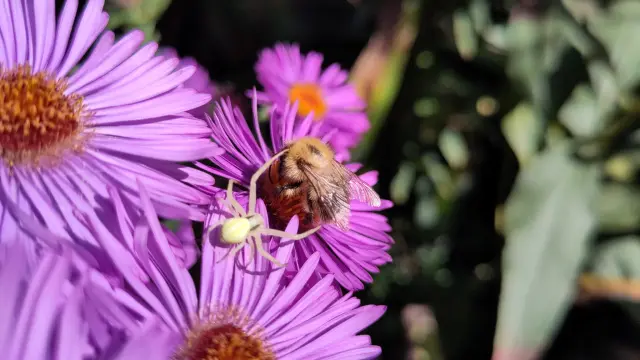 Spider and bumblebee on purple asters