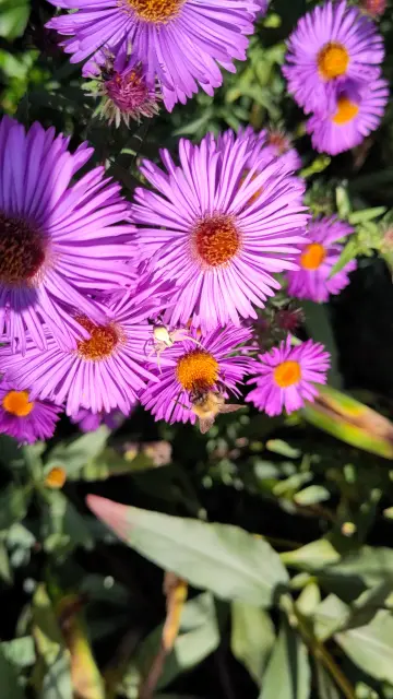 Spider and bumblebee