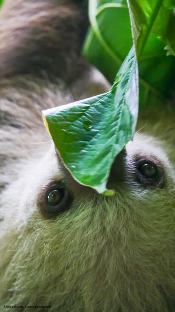 Ein Zweifingerfaultier