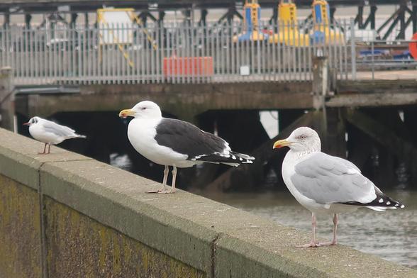 image shows three types of gull standing on a wall by a harbour. please correct me if I'm wrong but from left to right there's a black headed gull, a greater black backed gull and a herring gull