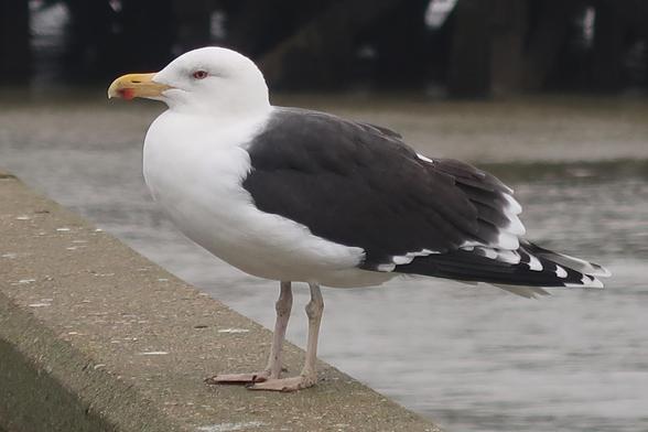 a great black backed gull, possibly