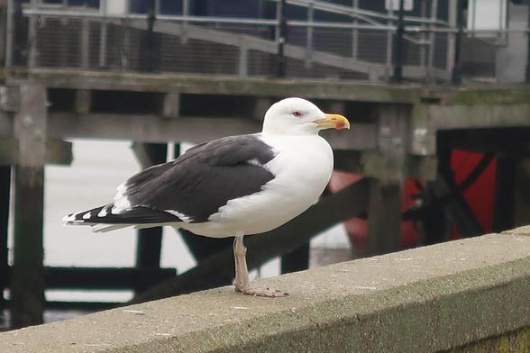 a great black backed gull, possibly