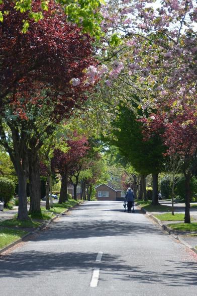 Description by Gemini Fast: A mid-day, vertical photo looking down a quiet suburban street or lane, framed by a canopy of trees in full spring foliage. On the left are trees with bright green leaves and some with deep reddish-purple leaves (likely Prunus cerasifera 'Pissardii' or a similar cultivar), and on the right is a flowering cherry tree (likely Prunus species) with light pink blossoms. A person is walking away from the camera in the distance down the center of the road, using a rollator walker.