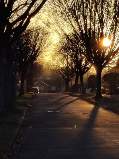 Description by Gemini Fast: A vertical, golden-hour photograph of a residential street with bare-branched trees lining both sides. The bright sun is setting low on the right, shining directly through the branches and creating a lens flare, casting long, dark shadows across the road. A single-story house is visible in the middle distance at the end of the street, which is softly lit by the warm, atmospheric glow.