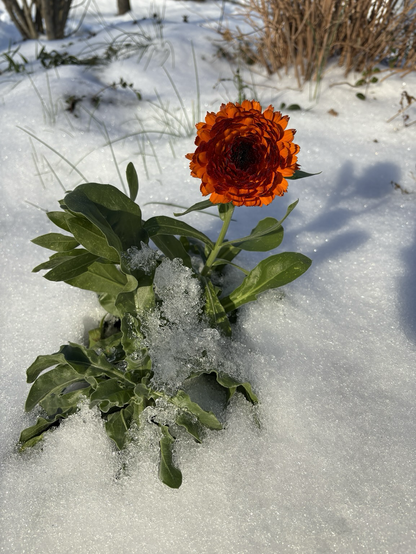 Orange calendula with green leaves, ground covered with snow.