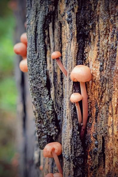 A close-up, vertical shot of small, light orange mushrooms growing out of the deep crevices of rough, dark tree bark. The mushrooms feature smooth, rounded caps and long, slender stems that contrast with the rugged texture of the wood. The background is a soft, out-of-focus green, emphasising the sharp detail of the fungi and bark in the foreground.