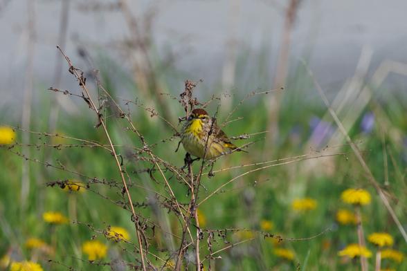 A small yellow and brown bird perched on a thin dry plant. They are looking at the camera inquisitively. In the background is green grass and yellow dandelions