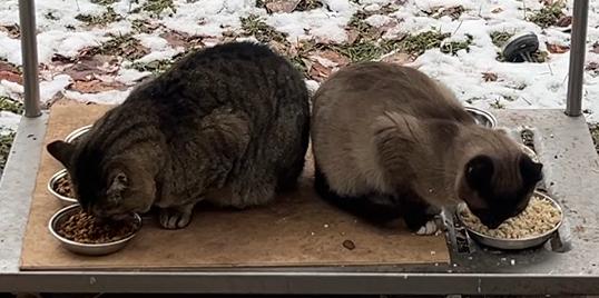 Two feral cats, a short haired gray facing towards the left corner and a siamese cat facing towards the right corner, sit next to each other eating cat food and shredded chicken out of metal bowls on a metal shelf outdoors.