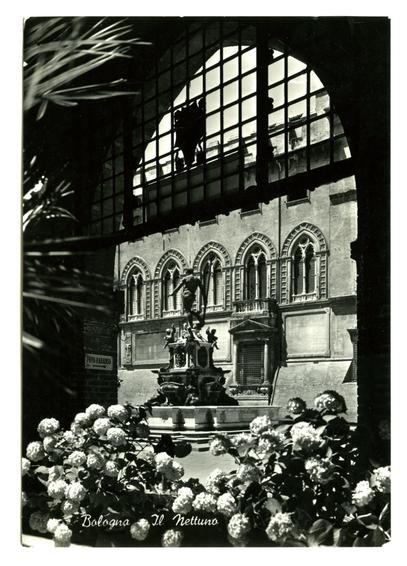 The black and white photograph depicts a classical statue on a pedestal, with figures that appear to be cherubs or small putti. The main figure is larger than the others and seems to represent an allegorical human form in mid-motion. Behind this sculpture, there's a large window grid through which part of what appears to be a church facade can be seen, including Gothic-style arches and another smaller statue on top. In front of the pedestal, lush hydrangea bushes are visible, adding a natural element to the composition.

The image is framed by an overhang or canopy with palm-like fronds at its upper edge, suggesting that this structure might be part of a covered walkway in Bologna's streetscape as indicated by the text "Bologna" and "Il nettuno," likely referencing Neptune. The overall aesthetic suggests historical significance and artistic beauty typical of European architecture.

This image is labeled with additional context: it indicates the location as Bologna, specifically linking this scene to 'Il nettuno,' which could refer to a local landmark or monument related to water (as in Italian). This photograph seems part of an archival collection, potentially from Ferro Candilera's work mentioned on the URL provided.