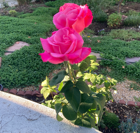 2 fully bloomed pink roses.