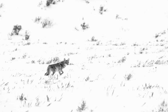 A coyote walking in the snow-covered flats near the Gros Ventre river.