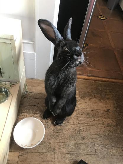 A large black rabbit with enormous ears sits up expectantly, paws in front of his tummy, by his food bowl.