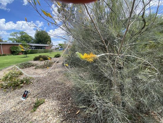 A garden scene featuring a grevillea with yellow flowers, surrounded by gravel. In the background, there's a green lawn and a building with large windows, under a blue sky with fluffy white clouds. A sign is partially visible, indicating a restricted area.