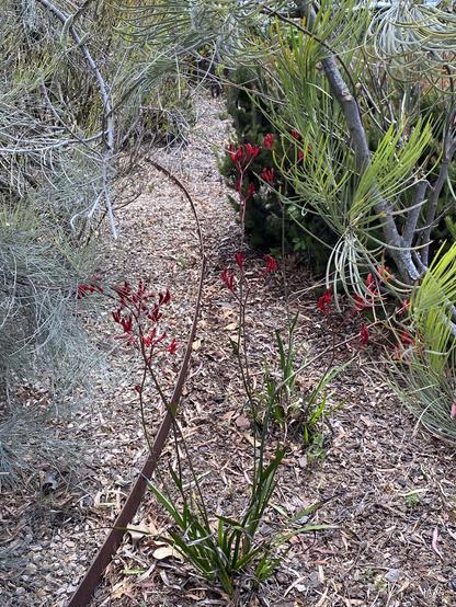 A pathway surrounded by greenery, featuring a kangaroo paw plant with bright red flowers and green leaves. A brown metal edging lines the path, with various shrubs and foliage in the background.