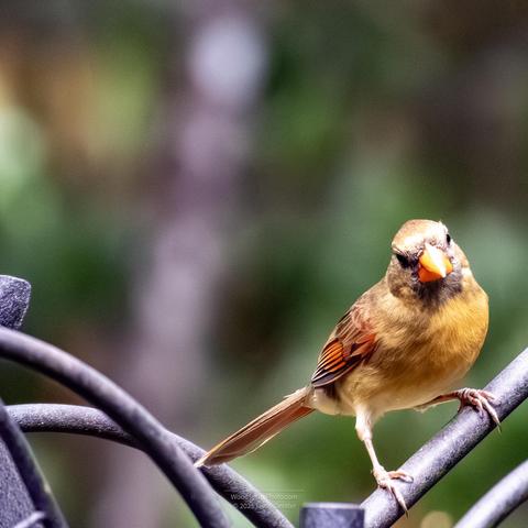 A Northern Cardinal (Cardinalis cardinalis) perches on a dark metal railing.