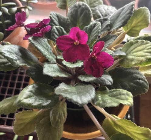 A vibrant African violet plant with pink flowers and lush green leaves, displayed in a yellow pot.