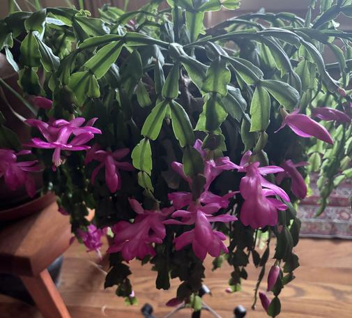 A vibrant Christmas Cactus with green leaves and numerous pink flowers, set against a warm wooden background.