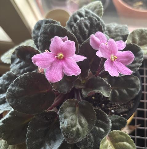 A close-up of a potted African violet plant, featuring vibrant pink flowers and dark green, textured leaves. The background includes hints of other plants and natural light.