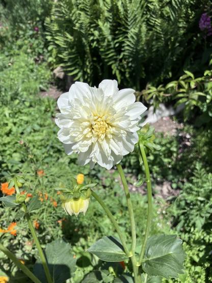 A striking white dahlia with layered petals and a yellow center, surrounded by lush green foliage and small orange flowers in the background.