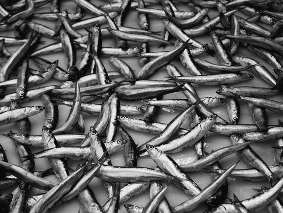 Taken in a Spanish marketplace the image consists of tiny silver fish which are arranged in a pleasing, cross-cross pattern on a stone slab.