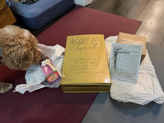 Left to right, fluffy dog, sniffing a Trader Joe’s hot chocolate stirrer. Middle, closed advent calendar box “wild & Sweet.” Right, card for the advent and a closed box