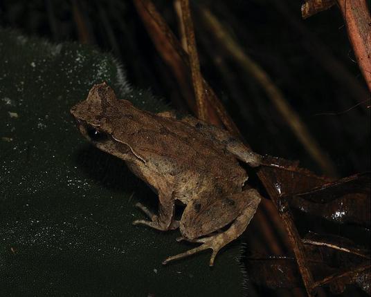 Life aspect of Boulenophrys yangchunensis, holotype.