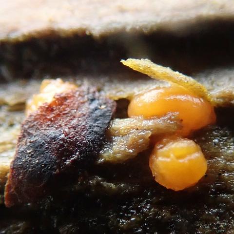 makro, extreme nahaufnahme. an einer stelle wo sich reste der rinde vom feuchten holz darunter ablösen sind 2 leuchtend gelbe gallertige knubbel, nur millimeter groß. der vordere, kleinere ist rund, knopfartig mit einer quer-rille, der hintere ist etwas länglicher und sieht dadurch, dass er einen holzspreißel anhebt, aus wie ein keimendes getreidekorn, mit dem spreißel als wurzelspross.